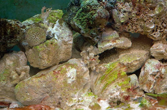 algae.jpg algae.jpg