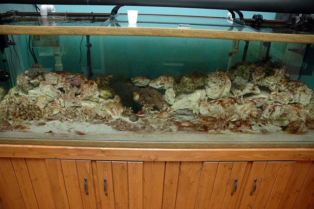 cyano1.jpg