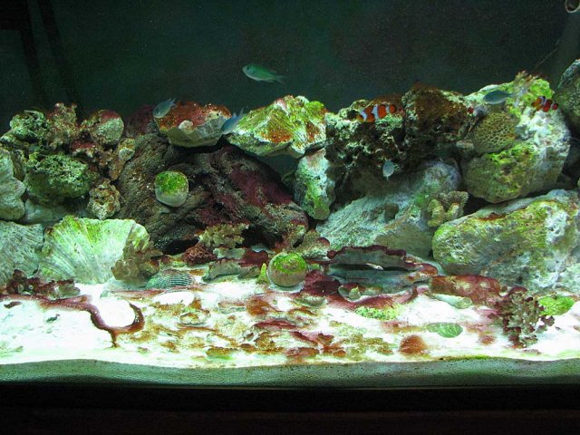 cyano2.jpg