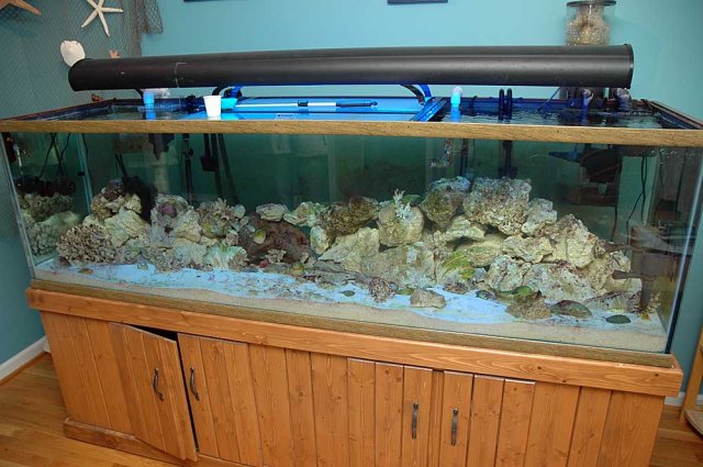 cyano3.jpg