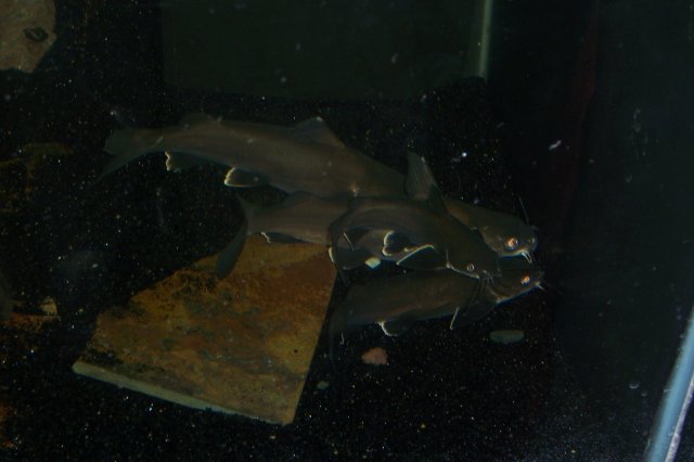 sharkcats.jpg