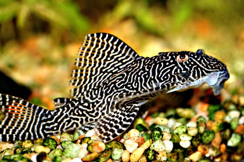hypancistrus_sp_l260_01.jpg