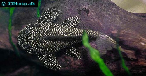 hypancistrus_species_06.jpg