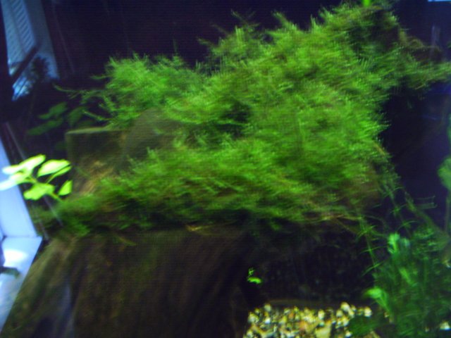 IMAG0003.JPG