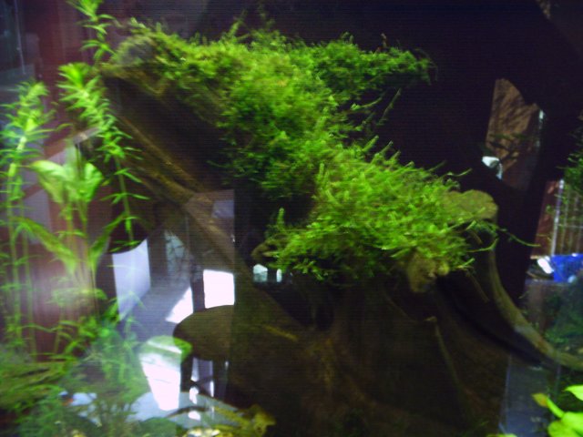 IMAG0004.JPG