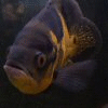 id(1).gif