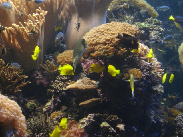 SaltWaterTank.jpg