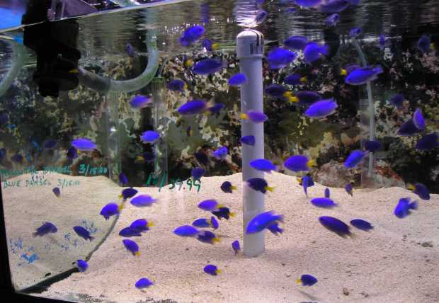 p-61 Blue damsels.jpg