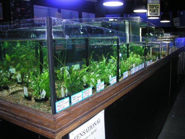 p20c Plants.jpg