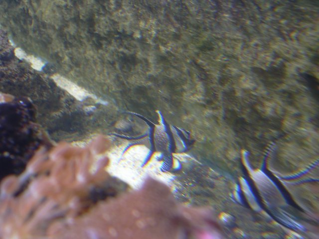 new tank 227.jpg