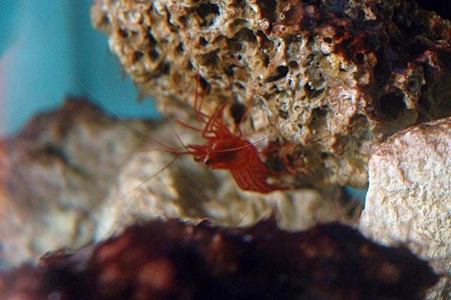 shrimp1.jpg