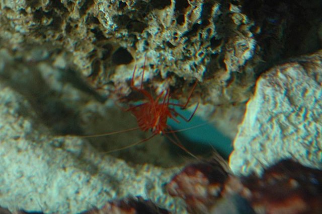 shrimp2.jpg