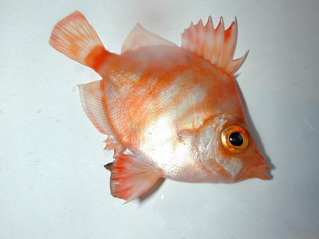 Boarfish_PW-Large.jpg