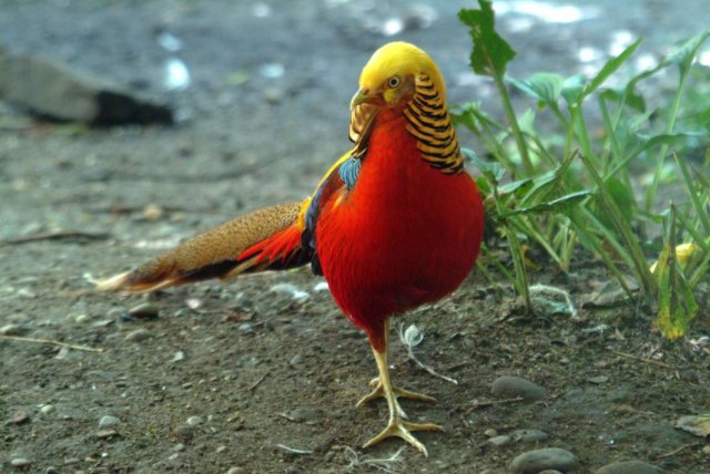 golden_pheasant.jpg