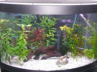 planted tank 2.jpg