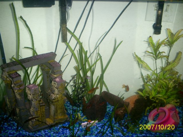 Vannah--fishies--10-20-07 026.jpg