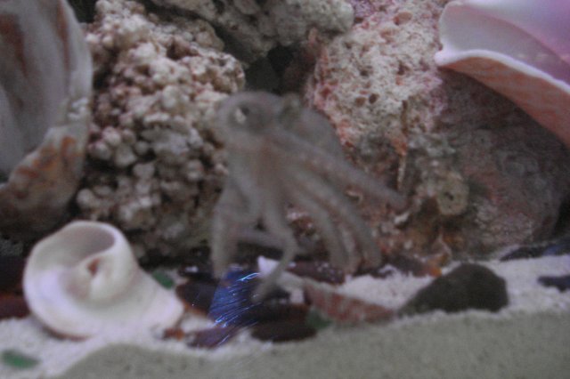 octo 003.jpg