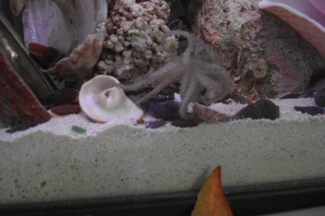 octo 004.jpg