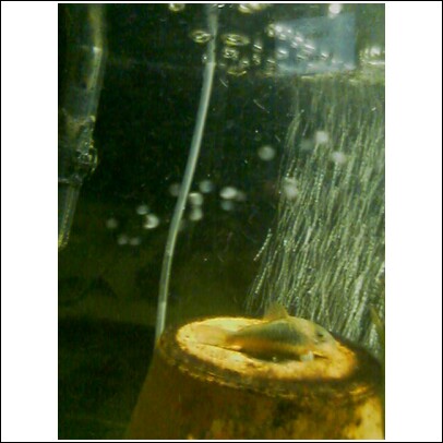 Catfish EGGS.jpg