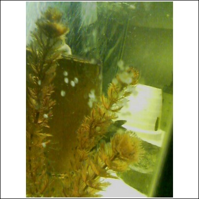 Cat fish EGGS 2.jpg