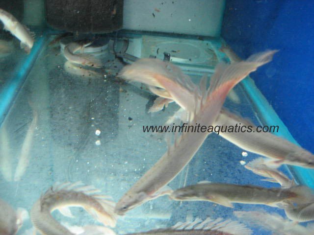 Longfin copy.jpg