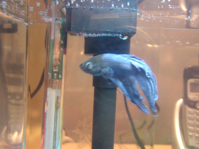 Fish 006.jpg Fish 006.jpg