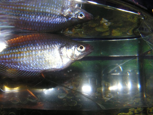 Fish 008.jpg Fish 008.jpg