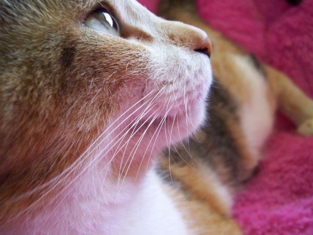 kitter4.jpg