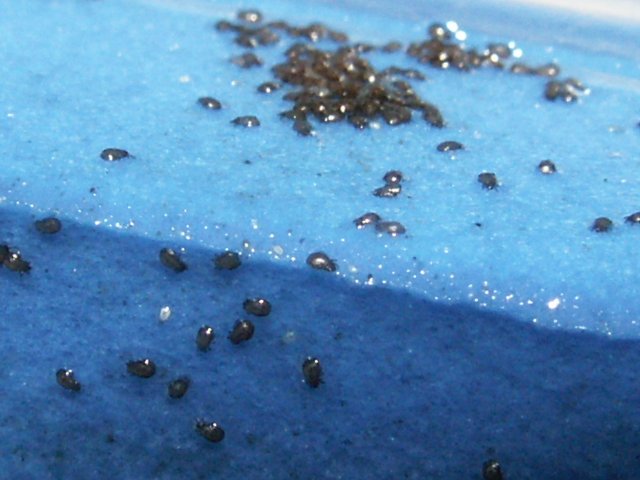 PICT2243.JPG