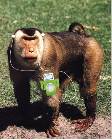 monkey.jpg