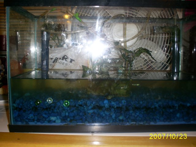 new-fishies--10-24-07 002.jpg