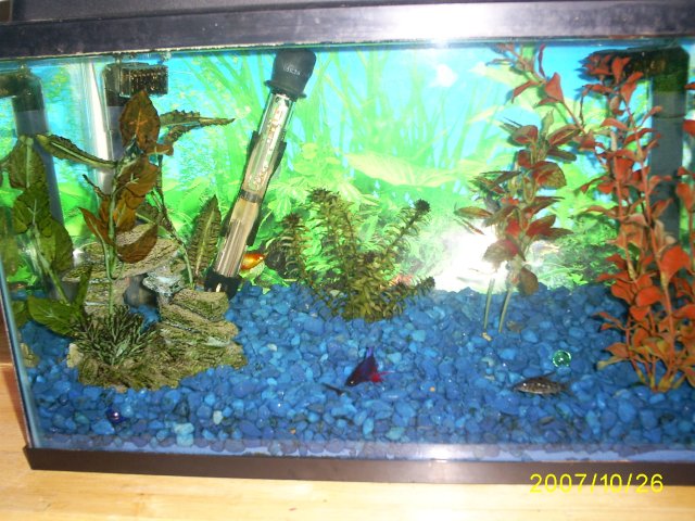 new-fishies--10-26-07 008.jpg