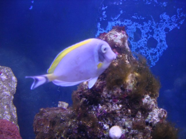 fISHIES 092.jpg