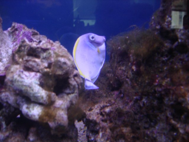 fISHIES 087.jpg