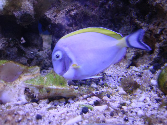 fISHIES 084.jpg