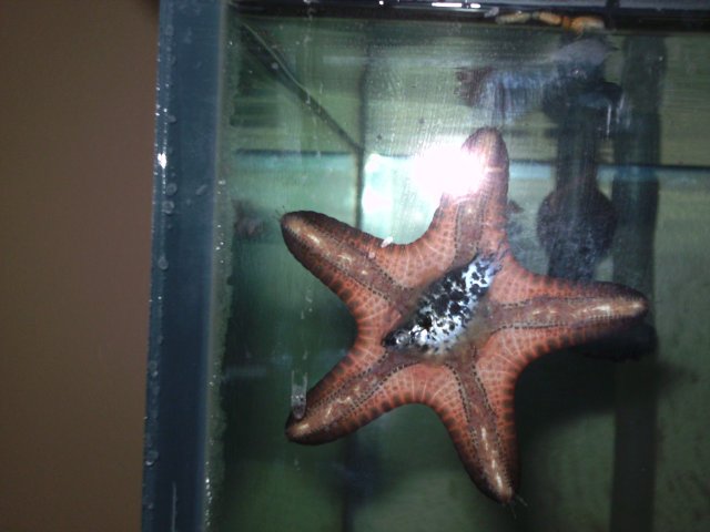 Starfish 006.JPG