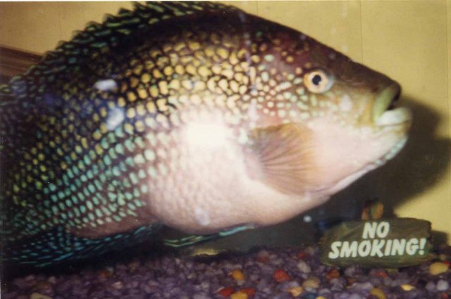 Jackson fish.jpg