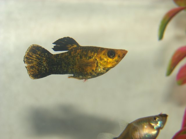 Fish 003.jpg