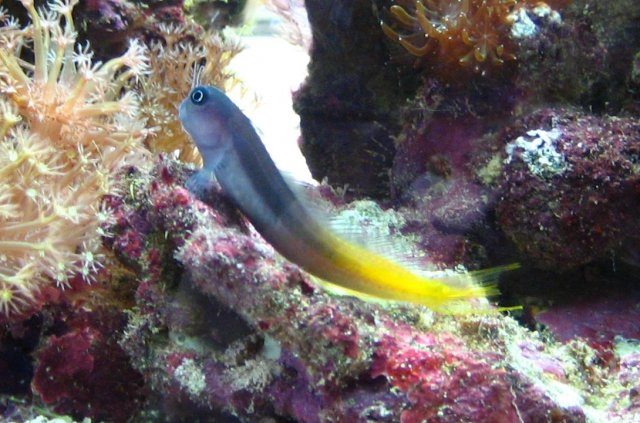 Blenny 3.JPG