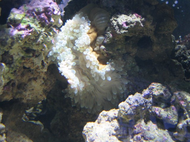 IMG_1412.JPG