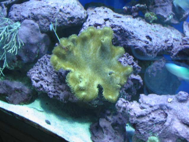 Leather Coral 3 Nov. 2007.JPG