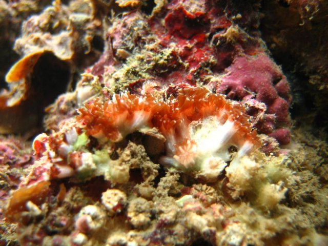 Coral 1.JPG