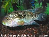 01%20cichlid_JACK_DEMPSEY_adult.jpg