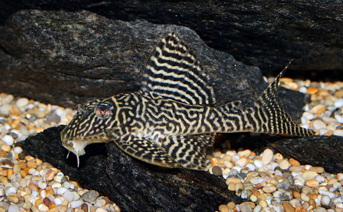 hypancistrus_sp_l066_09.jpg