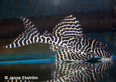 hypancistrus_sp_l066_12.jpg