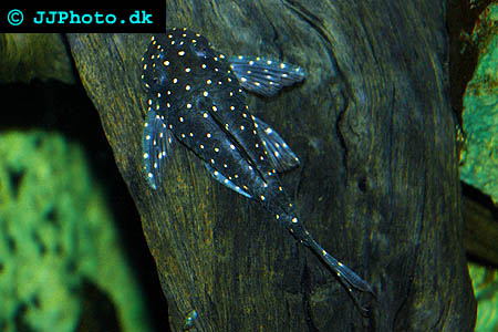 panaque_albomaculatus_04.jpg