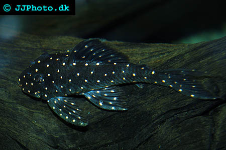 panaque_albomaculatus_02.jpg