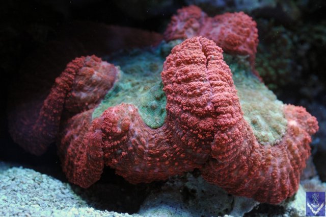 3  Brain Coral - Symphyllia Valenciennesii.jpg
