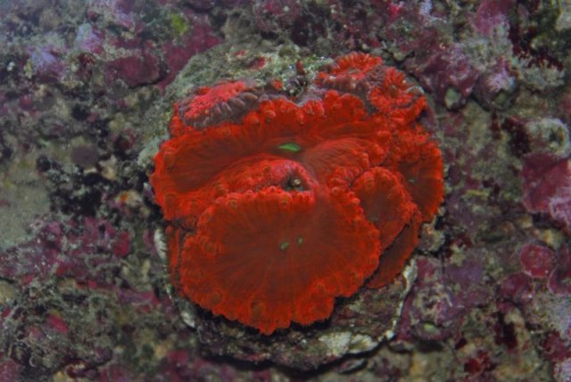 4 Blastomussa merleti - Branched Cup Coral, Pineapple Coral.jpg