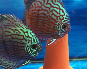 fwdiscus1192597789.jpg